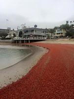 Hàng trăm ngàn con cua đỏ thi nhau 'oanh tạc' bờ biển California